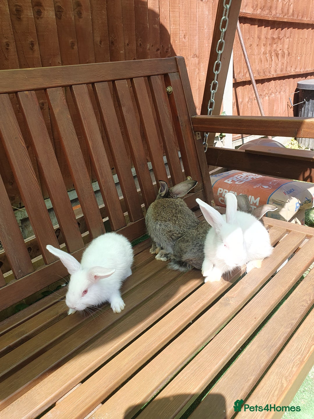 Mixed Breed rabbits for sale: Rabbits for sale  - Image 5