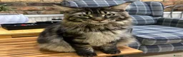 Maine Coon cats for sale: Pure Maine Coon 2 years old boy  - Advert 3
