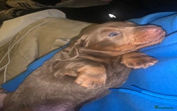 Dachshund dogs for sale: Dachshund - Image 16