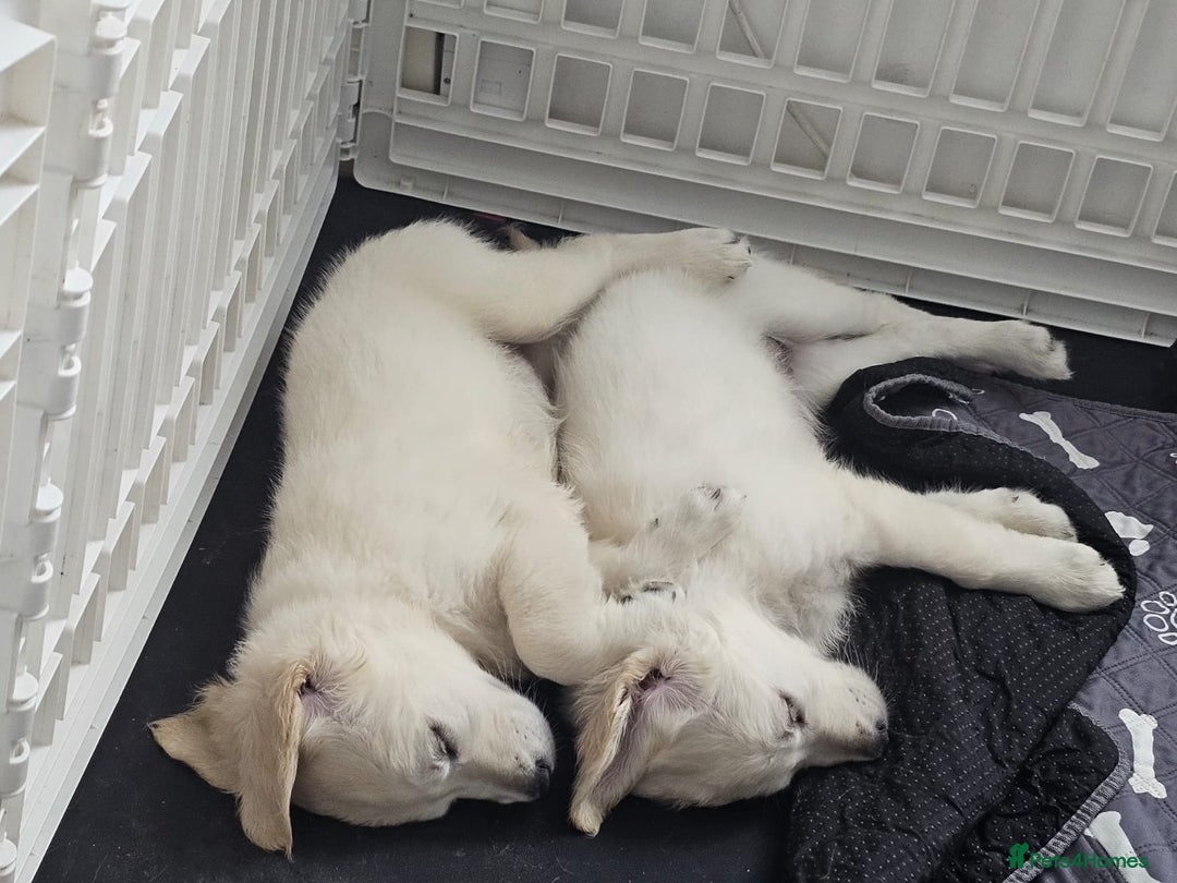 Golden Retriever dogs for sale: Only 2 left!Fully vaccinated !£1000 - Image 18