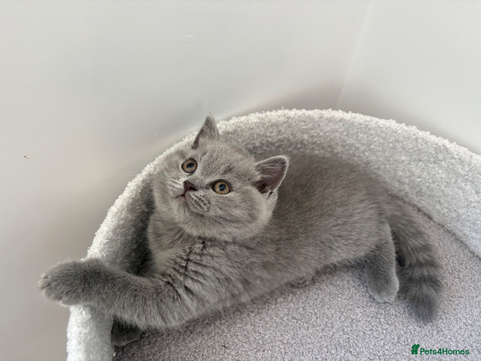 British Shorthair cats LAST TWO ! BRITISH SHORTHAIR GIRLS REGISTERED - Advert 10
