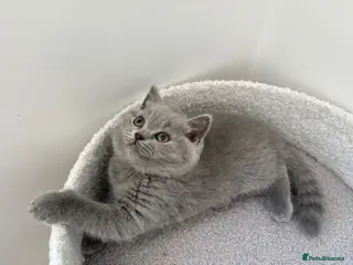 British Shorthair cats LAST TWO ! BRITISH SHORTHAIR GIRLS REGISTERED - Advert 10