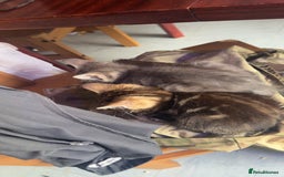 British Shorthair cats for sale: Tabby kittens  - Image 6