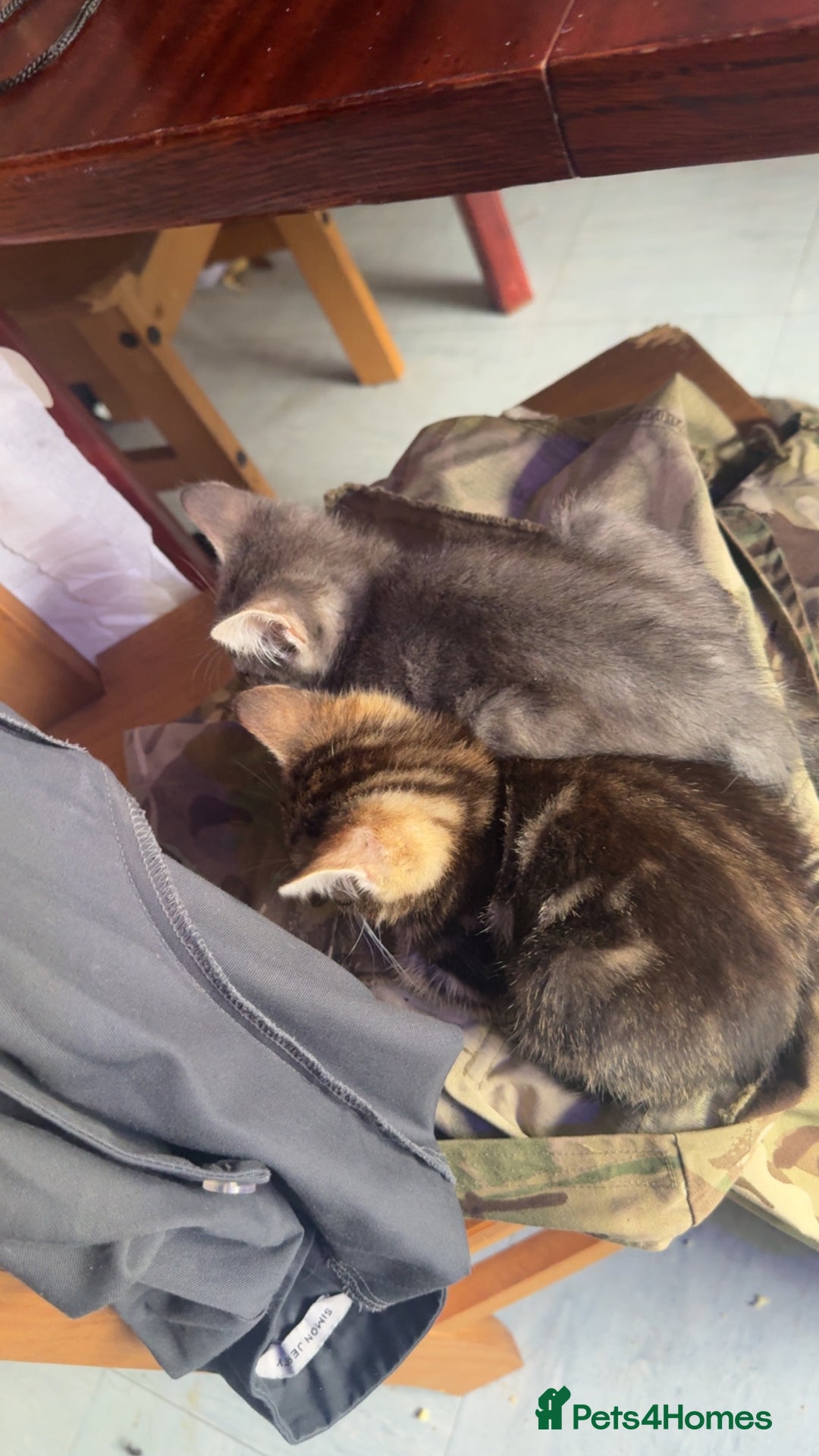 British Shorthair cats for sale: Tabby kittens  - Image 6