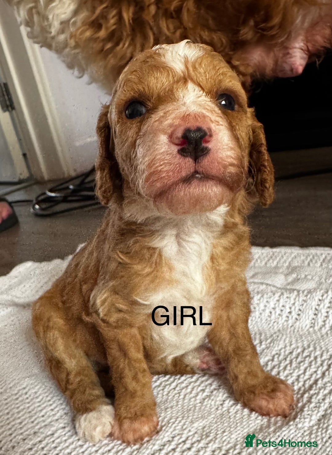 Cockapoo dogs for sale: Cockapoo puppies  - Image 7