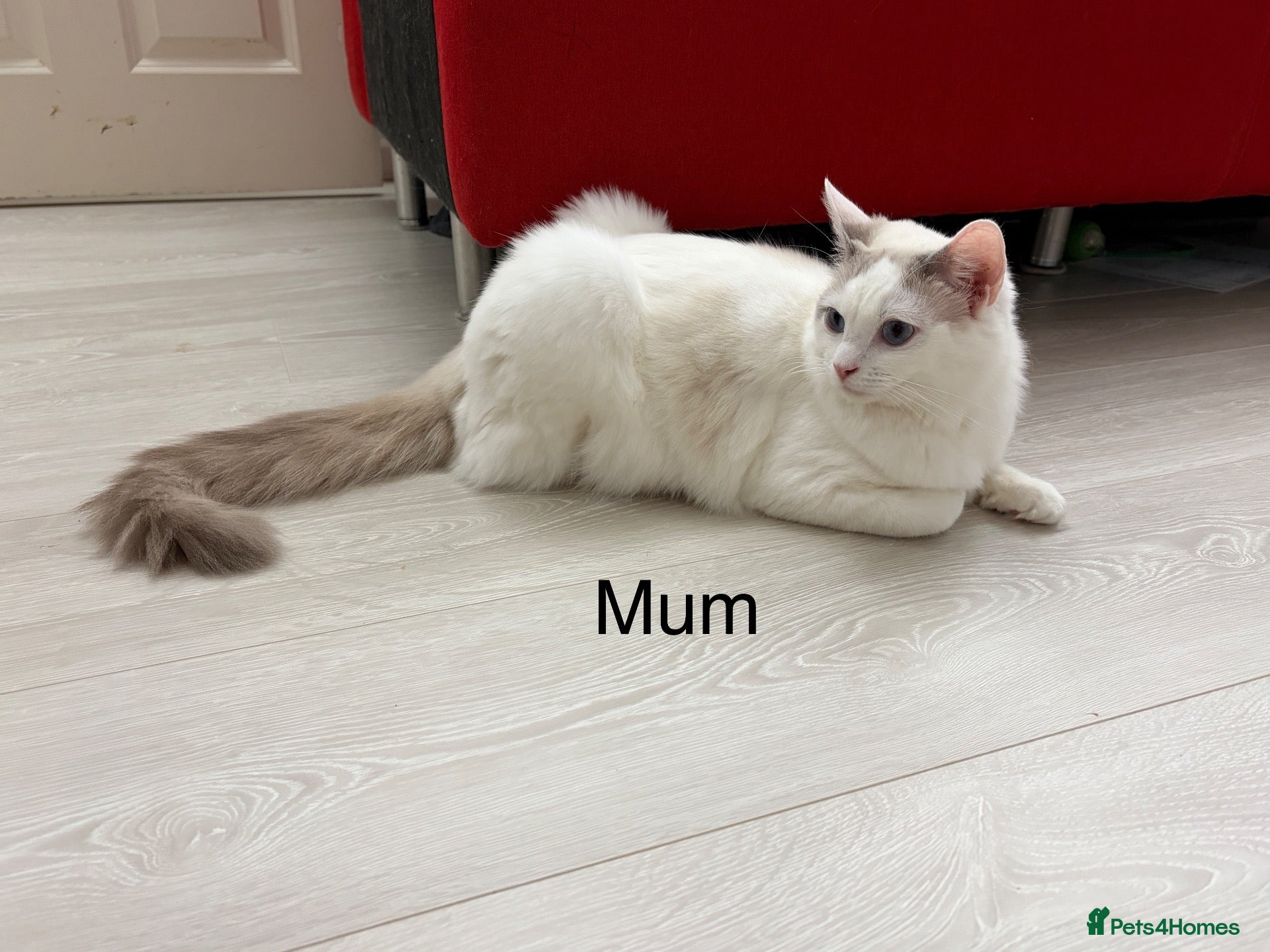 Mixed Breed cats Bobtail and Ragdoll mixed - Advert 2