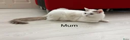 Mixed Breed cats for sale: Bobtail and Ragdoll mixed - Advert 6