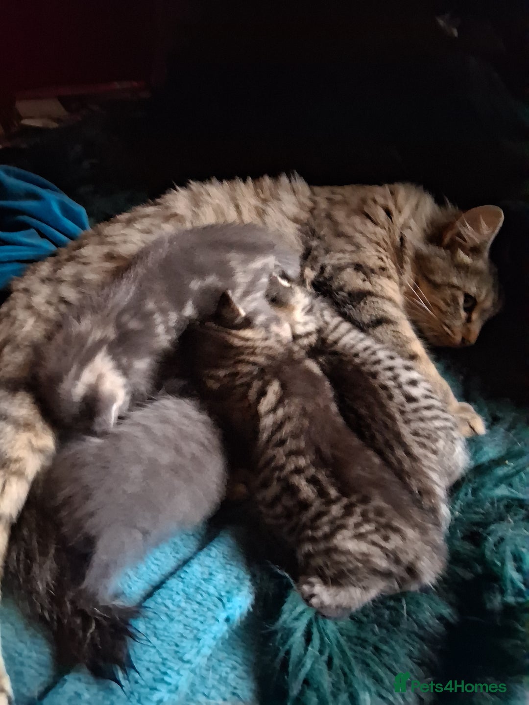 Mixed Breed cats for sale: ⭐️⭐️Stunning Russian Blue X Bengal Kittens ⭐️⭐️⭐️ - Advert 2