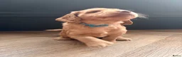 Cocker Spaniel dogs for sale: READY NOW - 1 Cocker Spainel Boy!  - Advert 6