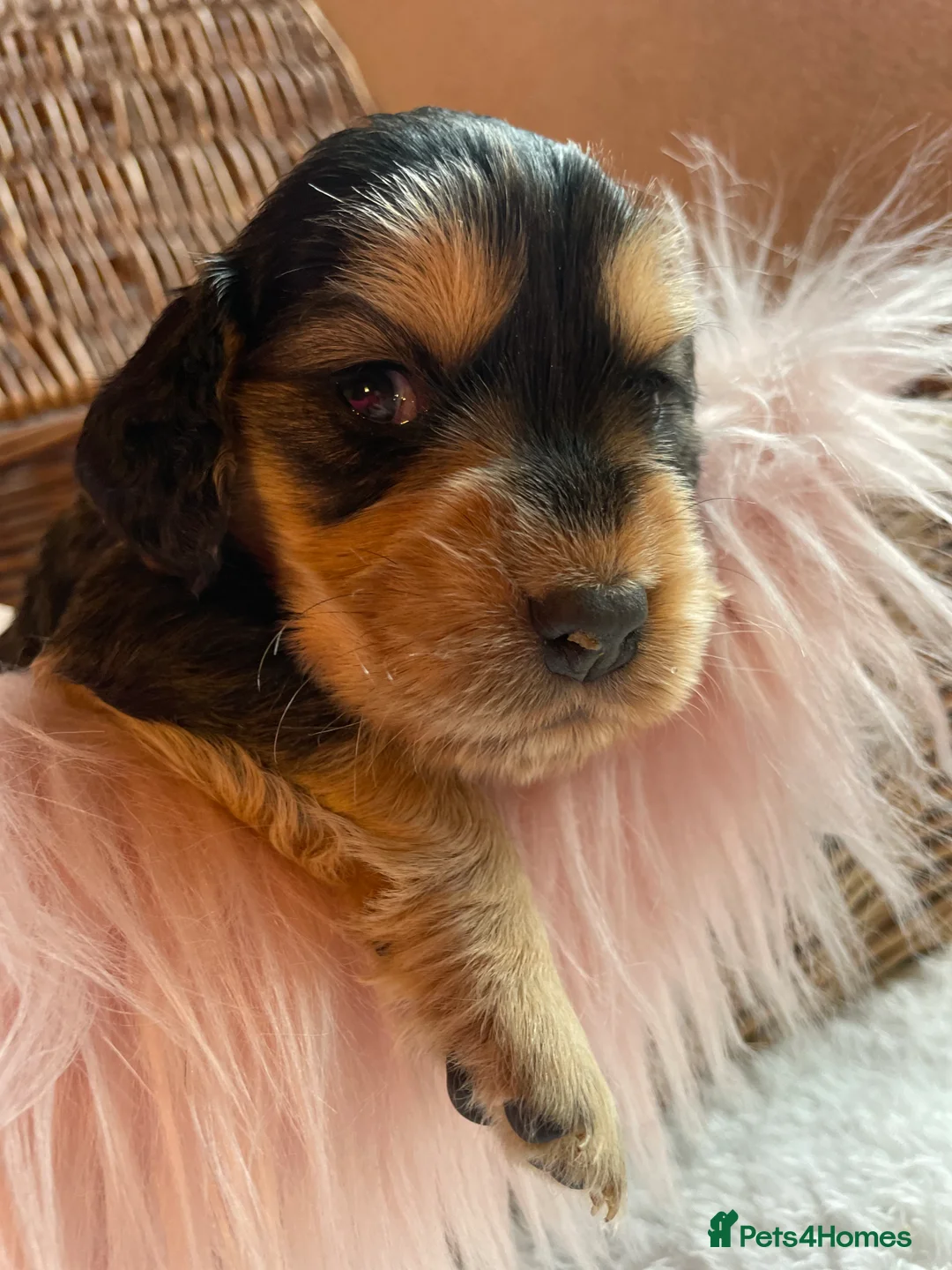 Mixed Breed dogs for sale: V.RARE ! Miniature GOLDEN RETRIEVERS(Dakota sport) - Advert 9