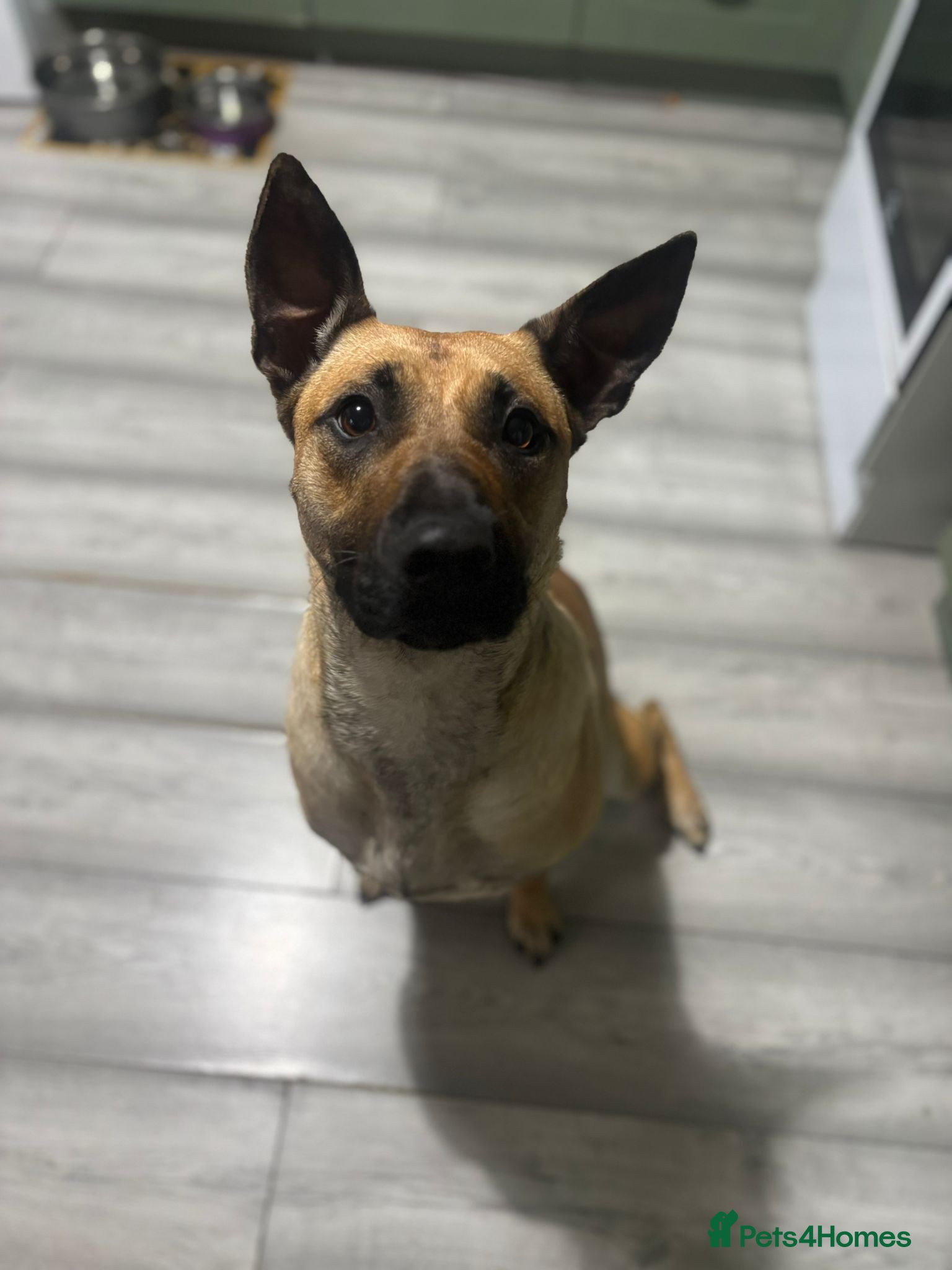 Mixed Breed dogs Beautiful Malinois cross Corso - Advert 1