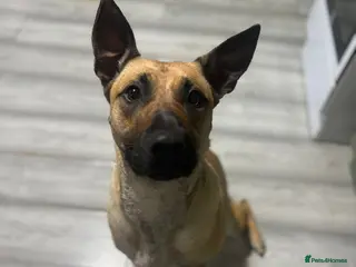 Mixed Breed dogs Beautiful Malinois cross Corso - Advert 1