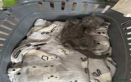 British Shorthair cats for sale: British Shorthair babies  - Image 14