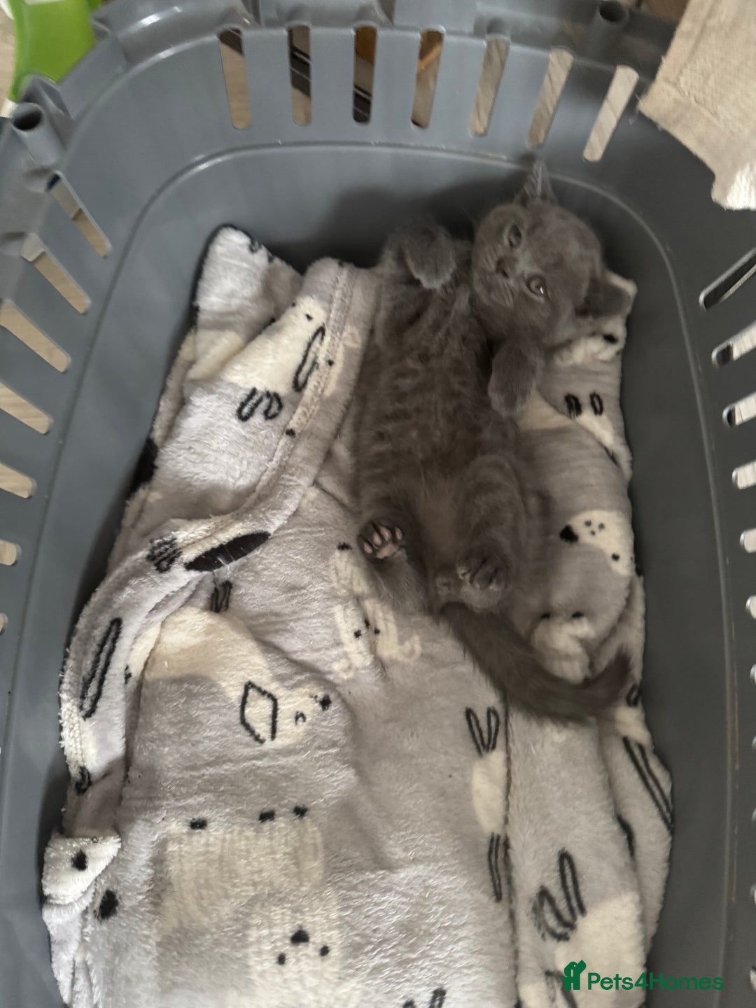 British Shorthair cats for sale: British Shorthair babies  - Image 14