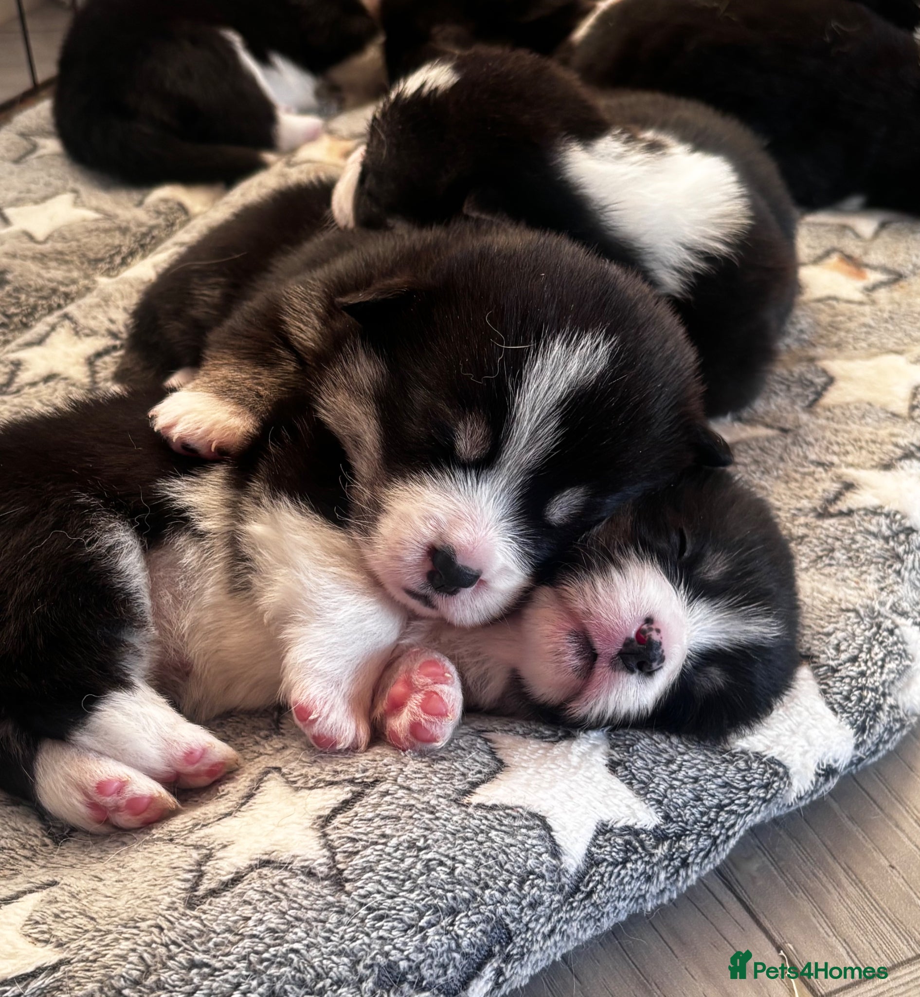 Welsh Corgi Pembroke dogs for sale: Stunning champion breed Tri Corgi Puppies  - Advert 10