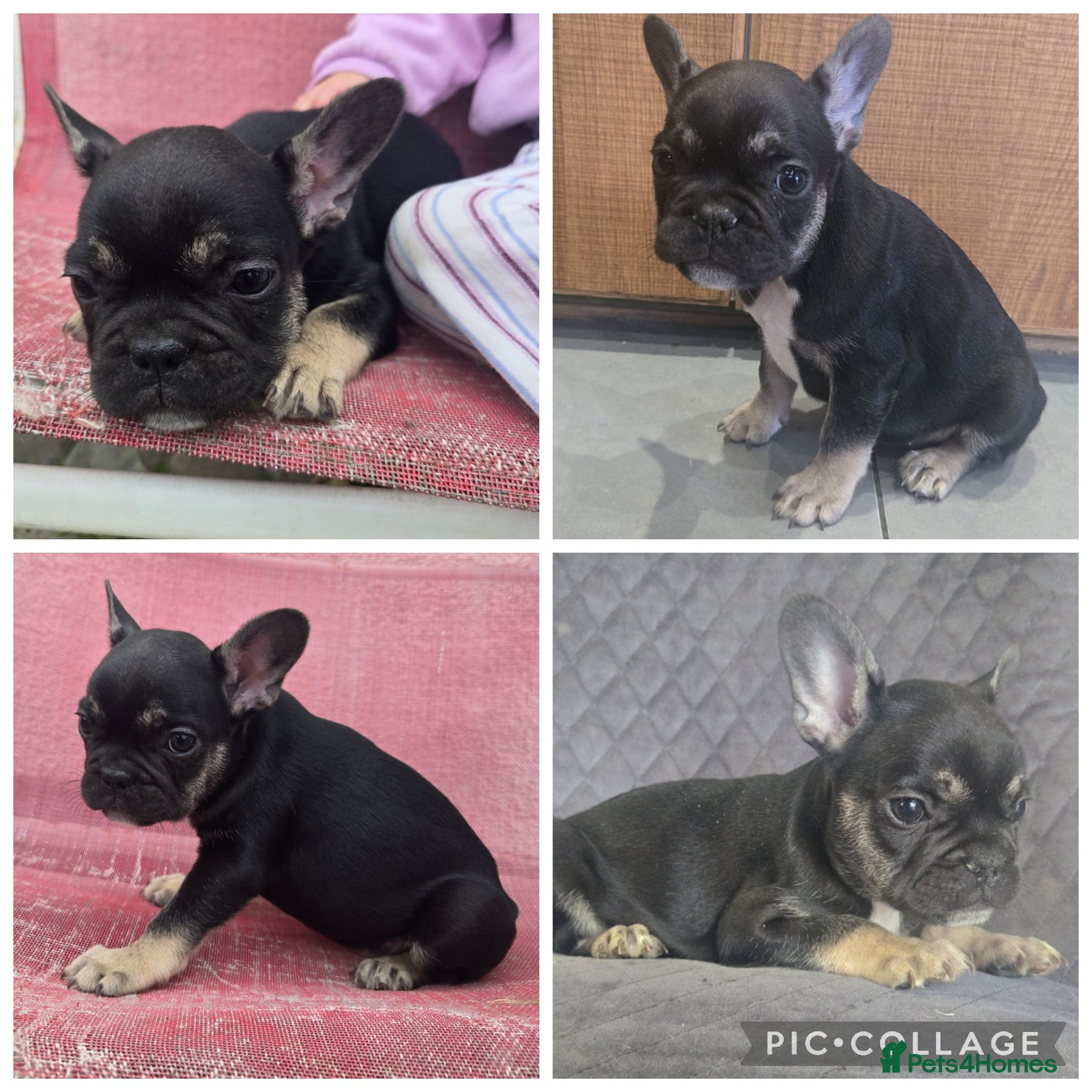 French Bulldog Puppy 2