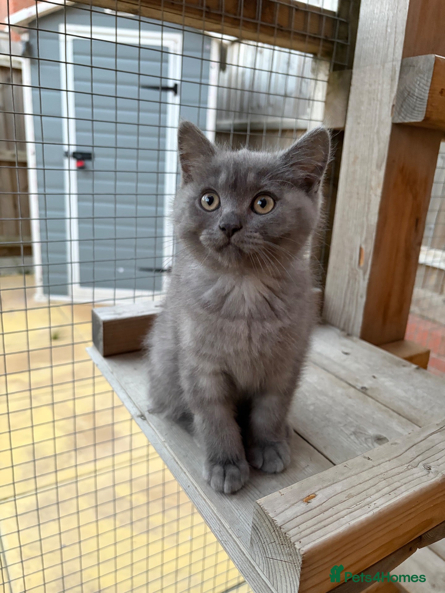 British Shorthair cats Last British Shorthair Male Kitten available 🐾 - Advert 14