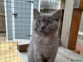 British Shorthair cats Last British Shorthair Male Kitten available 🐾 - Advert 14