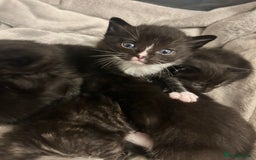 Ragdoll cats for sale: 🐾 Ragdoll Kittens Ready End of November 🐾 - Image 8