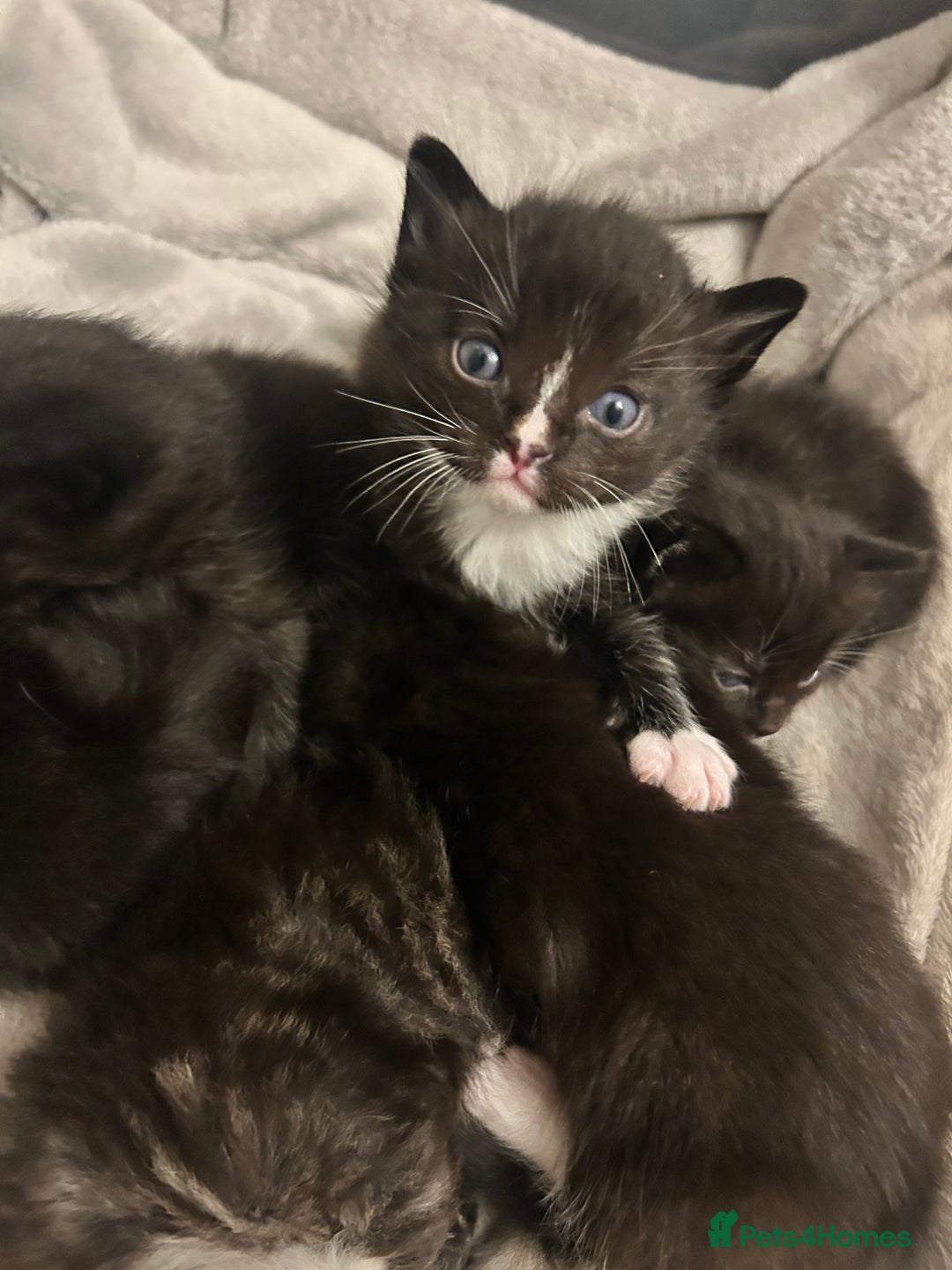 Ragdoll cats for sale: 🐾 Ragdoll Kittens Ready End of November 🐾 - Image 8