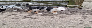 Border Collie Puppy 2