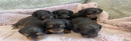 Cocker Spaniel dogs for sale: 7 Chocolate & Tan Cocker Spaniel Pups  - Advert 14