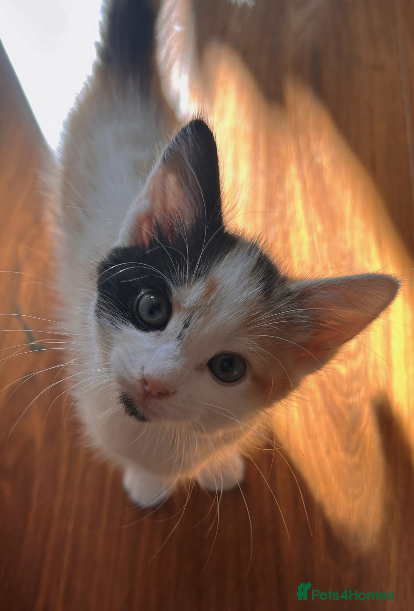 Mixed Breed cats Beautiful little girl ready for her forever home  - Advert 4