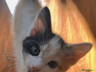 Mixed Breed cats Beautiful little girl ready for her forever home - Advert 4