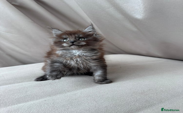 Maine Coon cats - Advert 2