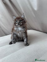 Maine Coon cats - Advert 9