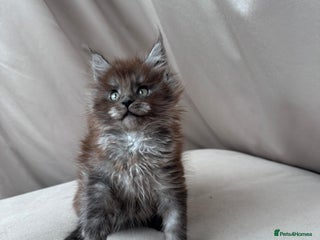 Maine Coon cats - Advert 4