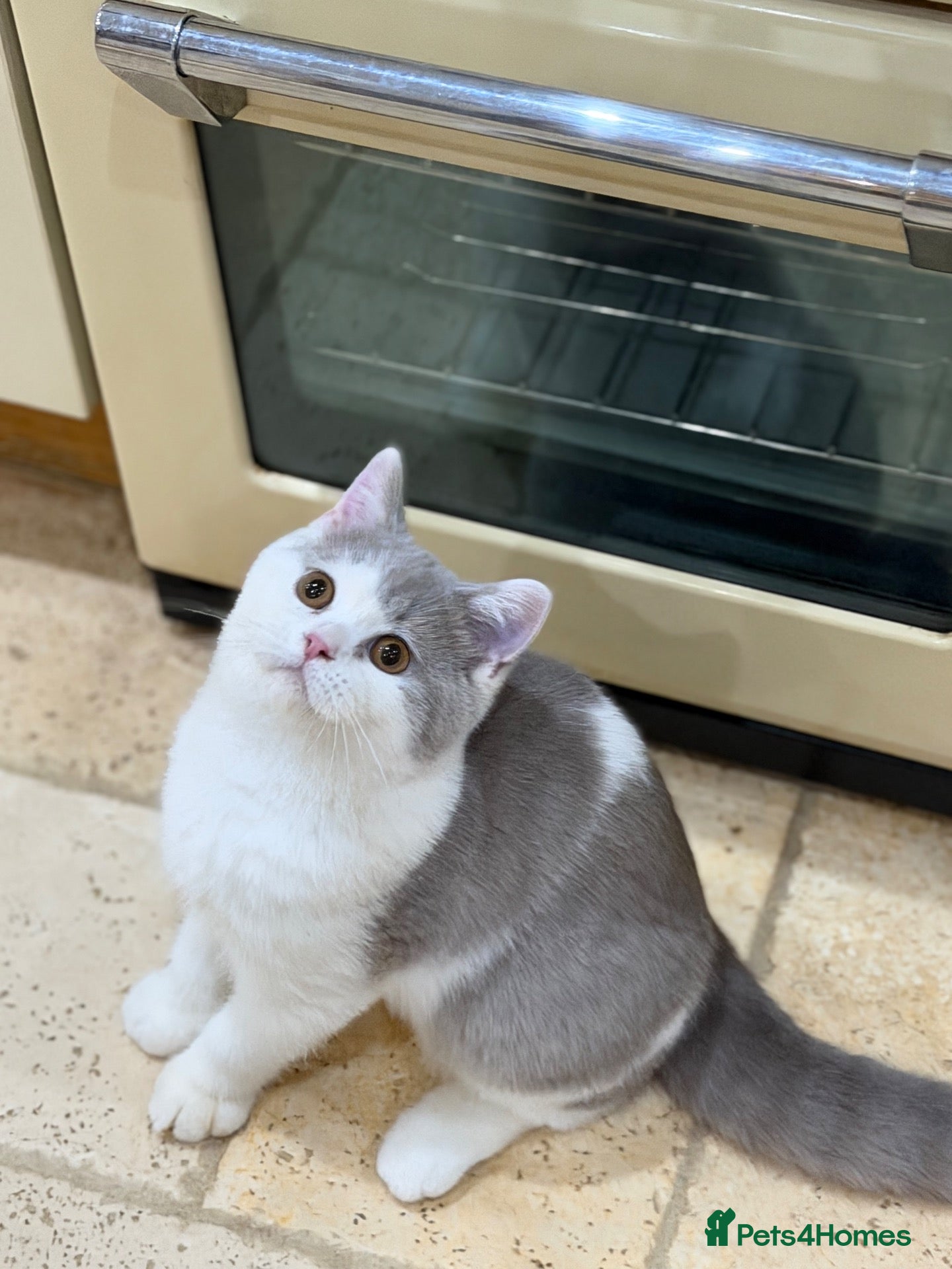 British Shorthair cats READY NOW - REGISTERED FULL PEDIGREE BSH FROM £750 - Advert 2