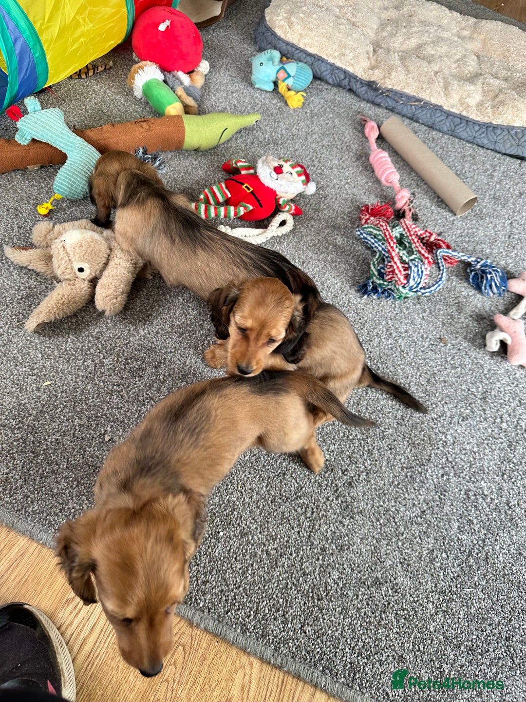 Miniature Dachshund dogs for sale: Longhaired shaded red puppies - Image 18