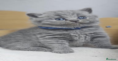 British Shorthair cats - Advert 10