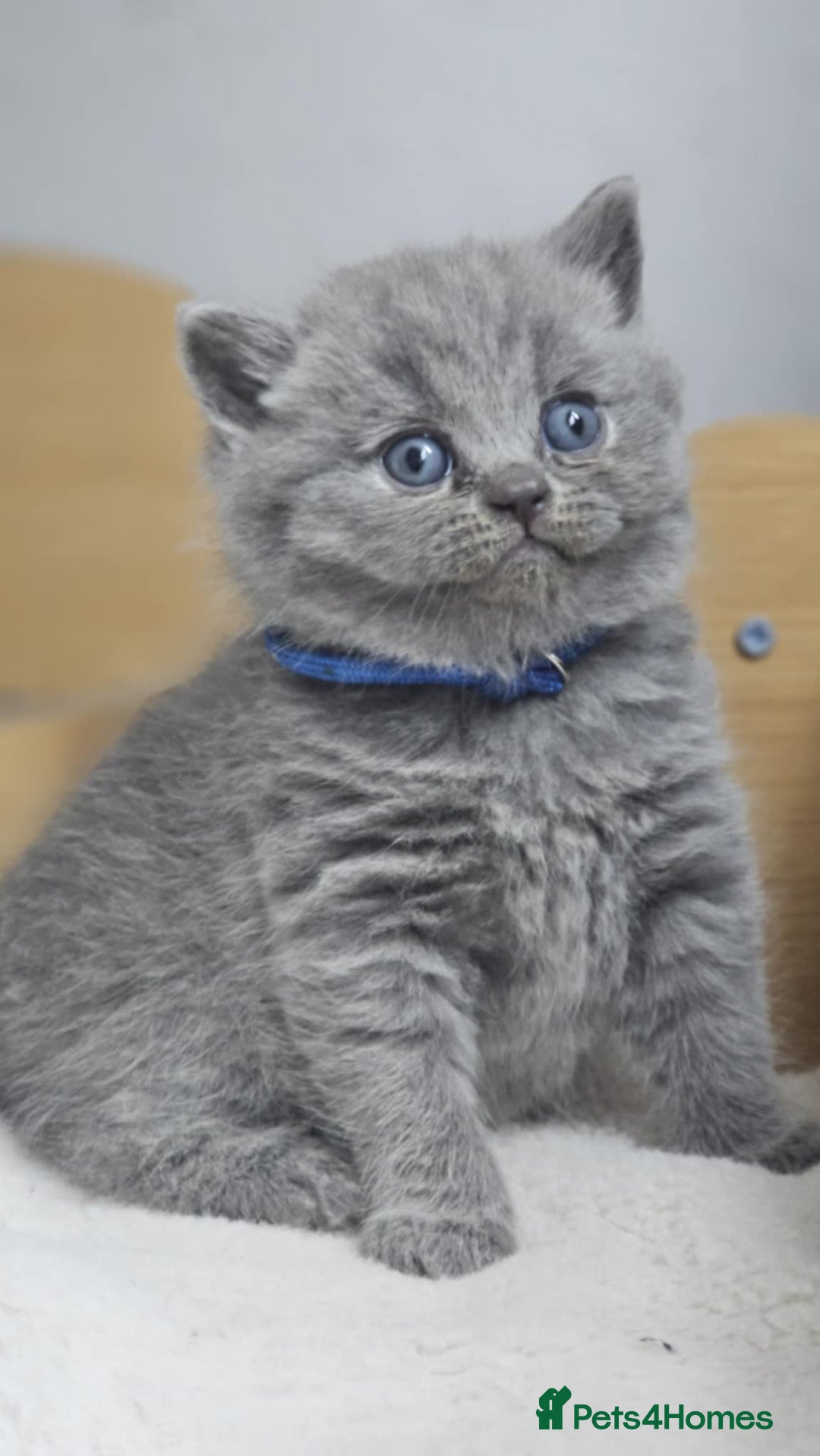 British Shorthair cats for sale: LAST GCCF British Shorthair Kittens Champion - Image 20