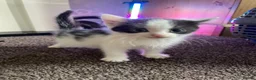 Mixed Breed cats for sale: 5 friendly kittens for sale.  - Advert 13