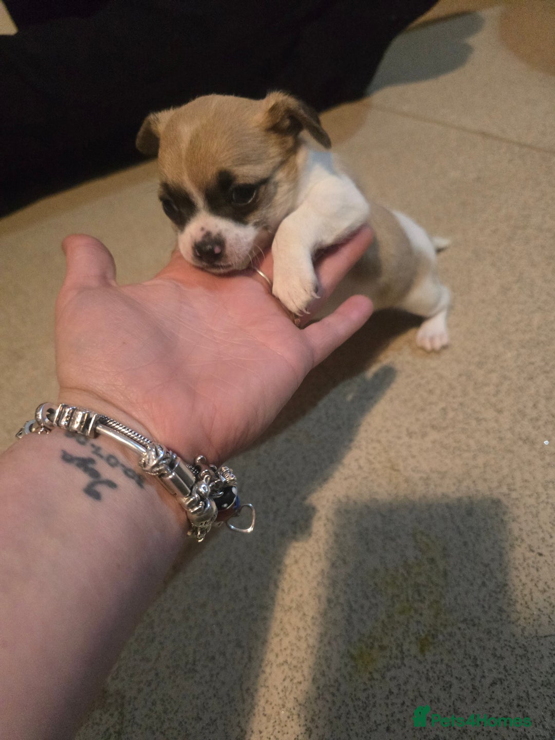 Chihuahua dogs for sale: Chihuahua puppies for sale  - Advert 2