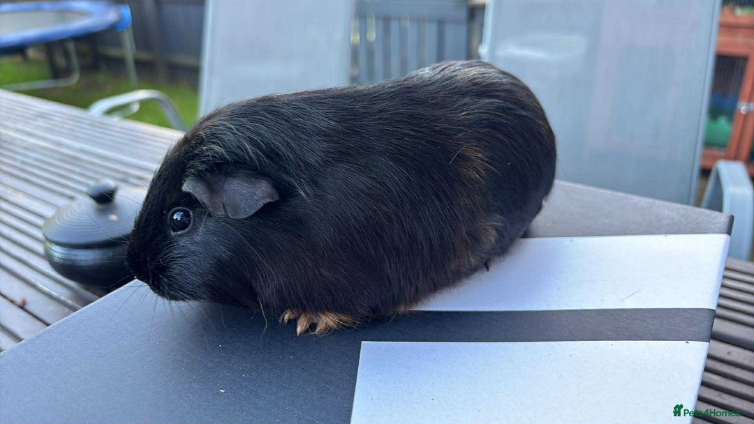 Guinea Pig rodents for sale: Female guinea pigs - Image 5