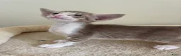 Siamese cats for sale: 🐾 **Gorgeous Oriental Shorthair & Siamese Kittens - Advert 8