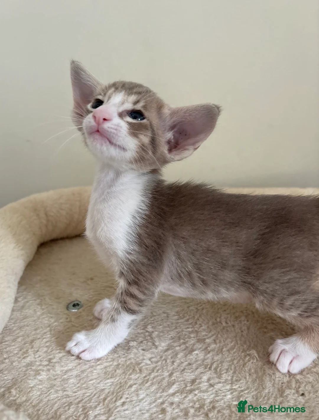 Siamese cats for sale: 🐾 **Gorgeous Oriental Shorthair & Siamese Kittens - Advert 8