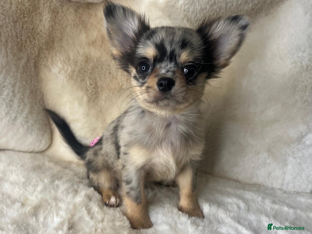 Chihuahua dogs for sale: Chihuahua long coat. Marble  - Image 6