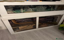 Boa Snake reptiles for sale: Boa Constrictor - Image 1