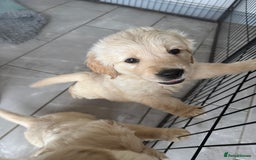 Golden Retriever dogs for sale: Gorgeous Golden Retrievers 8 weeks old H/Tested  - Image 15