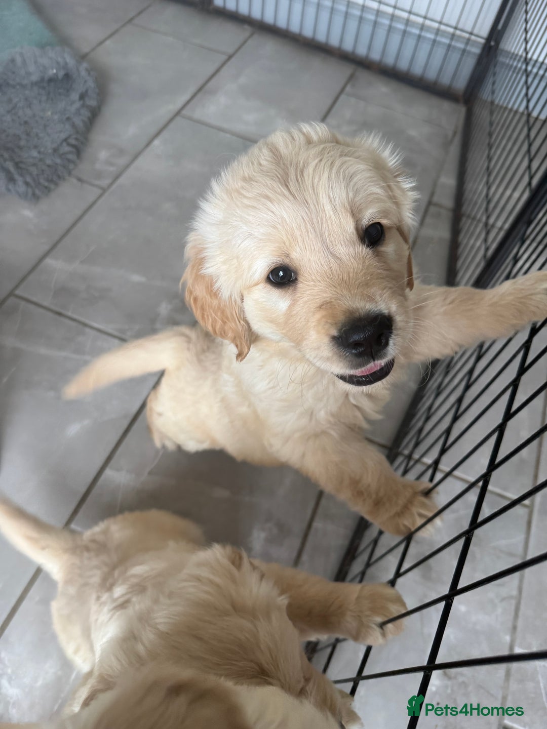Golden Retriever dogs for sale: Gorgeous Golden Retrievers 8 weeks old H/Tested  - Image 15