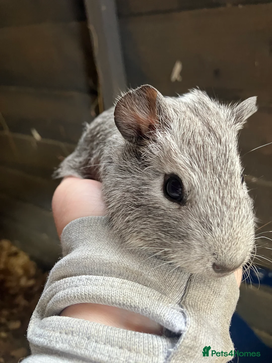 Guinea Pig rodents for sale: Female guinea pigs for sale sows  - Advert 6
