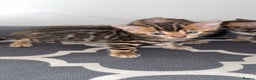 Bengal cats for sale: 3 beautiful pure breed bengals  - Advert 5