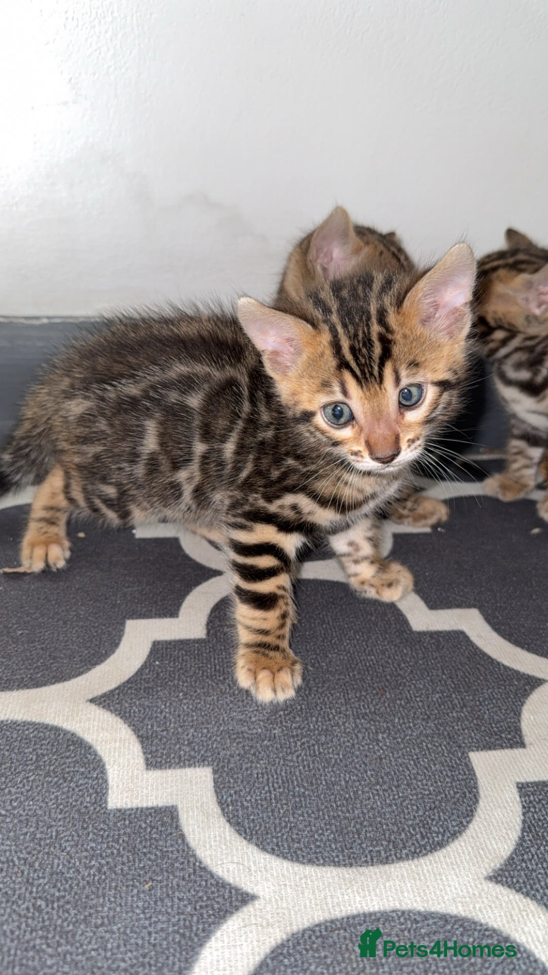 Bengal cats for sale: 3 beautiful pure breed bengals  - Image 5