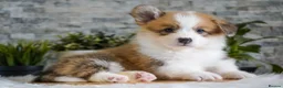 Welsh Corgi Pembroke dogs for sale: KC registered Welsh Corgi Pembroke - Advert 10