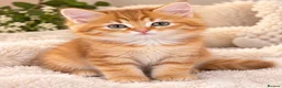 Mixed Breed cats for sale: Beautiful,  Kittens Looking for Loving Homes  - Advert 2