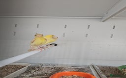 Finches birds for sale: Canaries for sale - Image 2